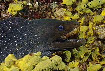 Fine-spotted Moray Eel (Gymnothorax dovii) among coral, Galapagos Islands, Ecuador