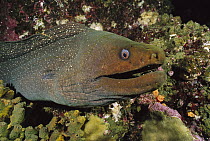 Fine-spotted Moray Eel (Gymnothorax dovii) amid coral, Galapagos Islands, Ecuador