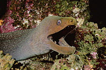 Fine-spotted Moray Eel (Gymnothorax dovii) with mouth wide open, Galapagos Islands, Ecuador
