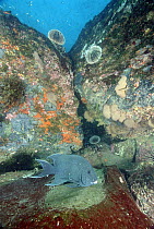 Giant Damselfish (Microspathodon dorsalis) male guarding eggs laid on a rock ledge Galapagos Islands, Ecuador