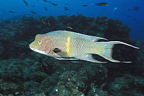 Streamer Hogfish (Bodianus diplotaenia) a supermale or terminal male, Galapagos Islands, Ecuador