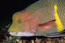 Streamer Hogfish (Bodianus diplotaenia) a supermale or terminal male, close-up, Galapagos Islands, Ecuador