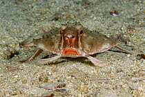 Red-lipped Batfish (Ogcocephalus darwini) portrait, on the ocean floor, Cocos Island, Costa Rica
