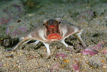 Red-lipped Batfish (Ogcocephalus darwini) portrait, Galapagos Islands, Ecuador