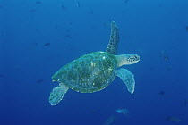 Green Sea Turtle (Chelonia mydas), Galapagos Islands, Ecuador