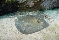 Diamond Stingray (Dasyatis brevis) lying on the bottom of the ocean floor, Galapagos Islands, Ecuador