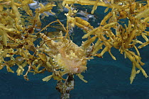 Sargassum Frogfish (Histrio histrio) camouflaged amongst Sargassum weed, Lembeh Strait, Indonesia