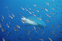 Galapagos Shark (Carcharhinus galapagensis) swimming through a school of small fish, Galapagos Islands, Ecuador