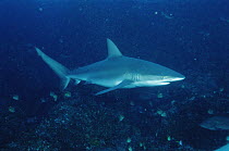 Galapagos Shark (Carcharhinus galapagensis) swimming, Galapagos Islands, Ecuador