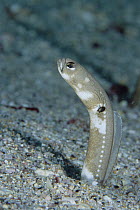 Galapagos Garden Eel (Taenioconger klausewitzi) coming out of underground ocean floor burrow, Galapagos Islands, Ecuador