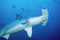 Scalloped Hammerhead Shark (Sphyrna lewini) swimming among reef fish, Cocos Island, Costa Rica