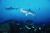 Scalloped Hammerhead Shark (Sphyrna lewini) pair swimming among reef fish, Cocos Island, Costa Rica