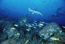 Scalloped Hammerhead Shark (Sphyrna lewini) school, swimming among reef fish, Cocos Island, Costa Rica