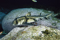 Port Jackson Shark (Heterodontus portusjacksoni) one swimming, New South Wales Australia