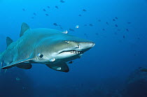 Grey Nurse Shark (Carcharias taurus) underwater portrait, New South Wales Australia