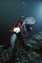 Wolf Eel (Anarrhichthys ocellatus) pair, white male and grey female, held by diver, Hunt Rock, British Columbia, Canada