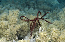 Feather Star (Crinoidea) utilizing a swimming escape response to elude potential predators, Milne Bay, Papua New Guinea