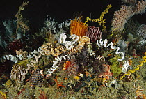 Reef detail, a section covered with crinoids, Cannibal Rock, Komodo National Park, Indonesia