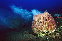 Giant Barrel Sponge (Xestospongia testudinaria) broadcast releasing it's eggs into the ocean current for dispersal, Bali, Indonesia