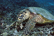 Hawksbill Sea Turtle (Eretmochelys imbricata), Gili Islands, Lombok, Indonesia