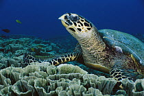 Hawksbill Sea Turtle (Eretmochelys imbricata), Gili Islands, Lombok, Indonesia