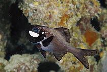 One-fin Flashlight Fish (Photoblepharon palpebratum), Coral Sea, Australia