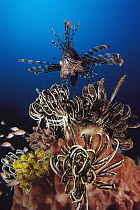 Common Lionfish (Pterois volitans) hunting among feather stars, Indonesia