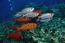 Crescent-tail Bigeye (Priacanthus hamrur) group exhibiting colorations from red to silver, Nusa Tenggara, Indonesia