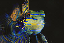 Mandarinfish (Synchiropus splendidus) male, Lembeh Strait, Indonesia