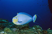 Unicornfish (Naso vlamingii) being cleaned by a Blue-streaked Cleaner Wrasse (Labroides dimidiatus), Bali, Indonesia