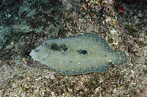 Leopard Flounder (Bothus pantherinus) showing color change, Galapagos Islands, Ecuador