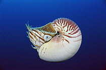 Chambered Nautilus (Nautilus pompilius), Coral Sea, Australia
