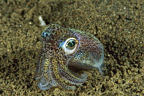 Berry's Bobtail Squid (Euprymna berryi), Bali, Indonesia