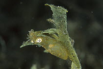 Two-tone Pygmy Squid (Idiosepius pygmaeus), Lembeh Strait, Indonesia