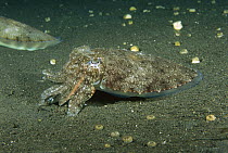 Needle Cuttlefish (Sepia aculeata), Bali, Indonesia