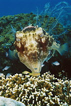 Broadclub Cuttlefish (Sepia latimanus), Bali, Indonesia