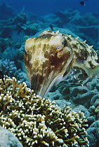 Broadclub Cuttlefish (Sepia latimanus) female laying her eggs in a family of stinging hydrocoral, Bali, Indonesia