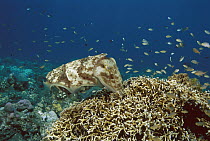 Broadclub Cuttlefish (Sepia latimanus) female laying her eggs in a family of stinging hydrocoral, Bali, Indonesia