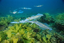 Southern Calamari (Sepioteuthis australis) congregating to lay their eggs, Adelaide, Australia