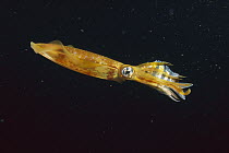 Bigfin Reef Squid (Sepioteuthis lessoniana), Lembeh Strait, Indonesia