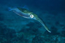Bigfin Reef Squid (Sepioteuthis lessoniana), Lembeh Strait, Indonesia