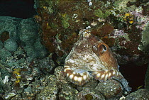 Reef Octopus (Octopus cyanea) exhibiting color change, Gili Islands, Indonesia Sequence 1 of 2