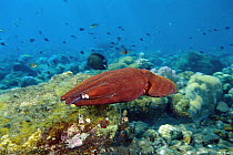 Reef Octopus (Octopus cyanea) jetting over the reef, Gili Islands, Indonesia
