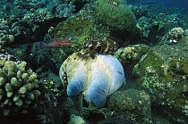 Reef Octopus (Octopus cyanea) enveloping a rock with the webbing between it's arms to trap prey, Gili Islands, Indonesia