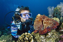 Reef Octopus (Octopus cyanea) looking at diver, Gili Islands, Indonesia