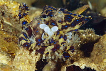 Southern Blue-ringed Octopus (Hapalochlaena maculosa) female carrying her eggs rather than laying them in a location, Edithburg, Australia