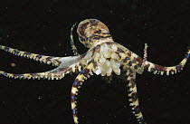 Southern Blue-ringed Octopus (Hapalochlaena maculosa) female carrying her eggs rather thanlaying them in a location, Edithburg, Australia