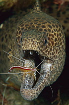 Spotted Moray (Gymnothorax isingteena) beeing cleaned by Scarlet Cleaner Shrimp (Lysmata amboinensis), Bali, Indonesia