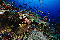 Whitemouth Moray (Gymnothorax meleagris) in coral reef, Bali, Indonesia