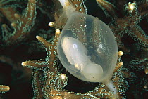 Needle Cuttlefish (Sepia aculeata) egg laid among branches of hard coral, Bali, Indonesia